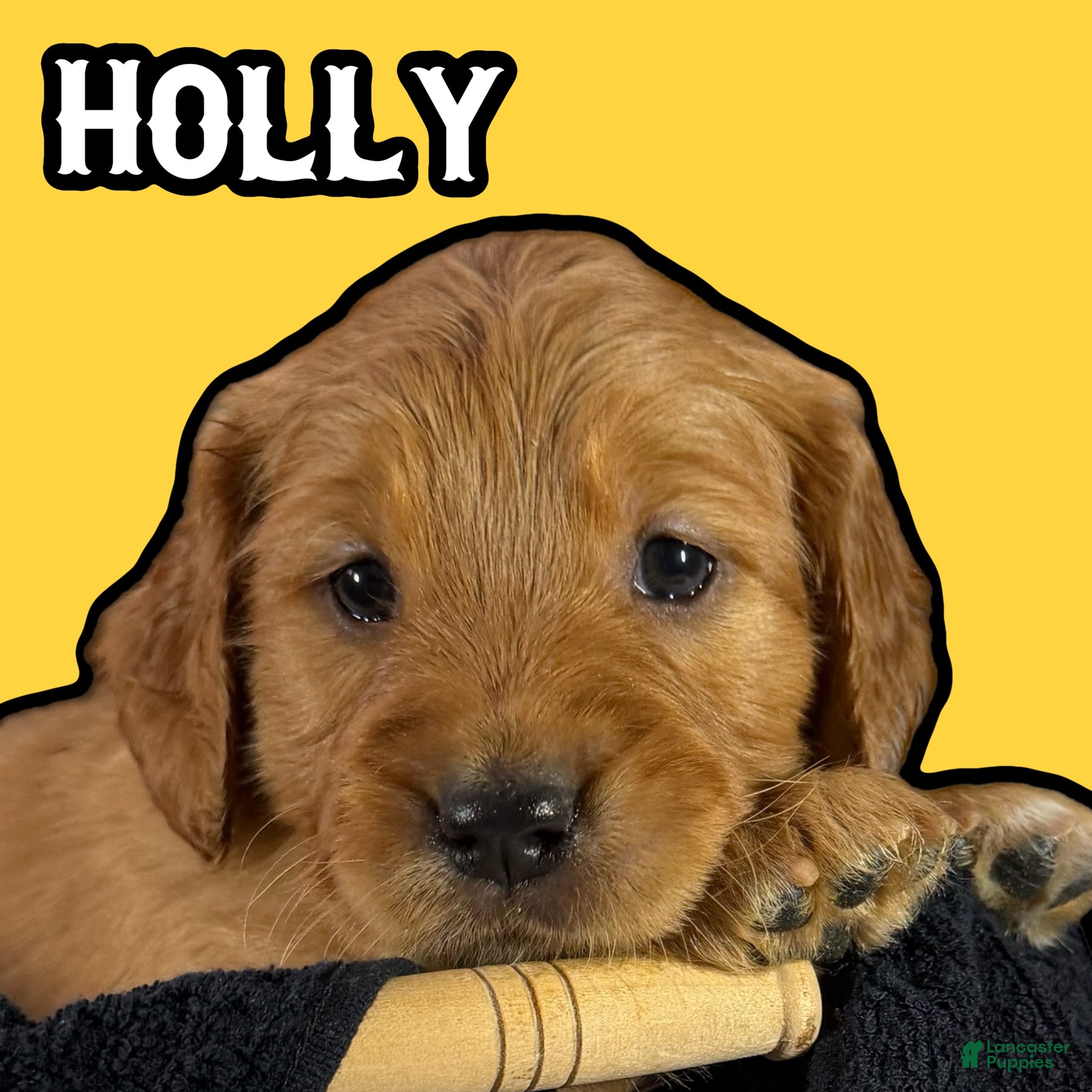 Goldendoodle dogs for sale: Holly - Ad 1