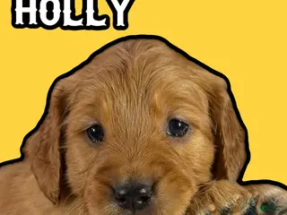 Goldendoodle dogs for sale: Holly - Ad 1