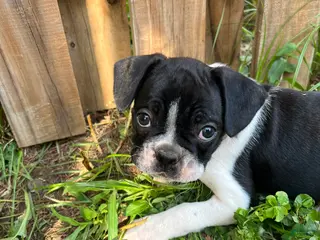Boston Terrier dogs Boston Terrier 2 Bjorn - Ad 11