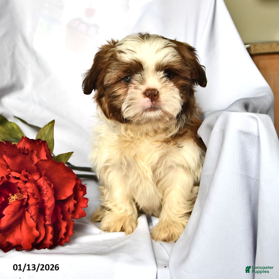 Shih Tzu dogs Ace - Ad 22