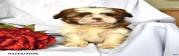 Shih Tzu dogs for sale: Ace - Ad 5