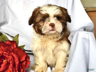 Shih Tzu dogs Ace - Ad 28