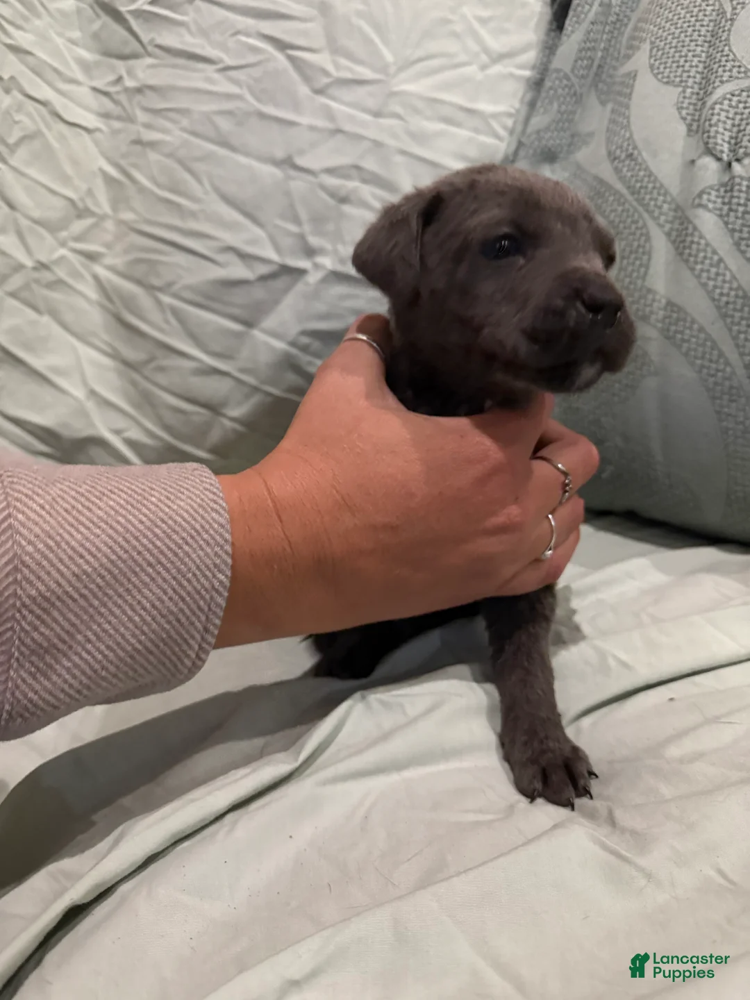 Cane Corso dogs for sale: Cane Corso Puppy 9 - Ad 1