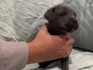 Cane Corso dogs Cane Corso Puppy 9 - Ad 37