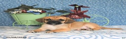 Puggle dogs for sale: Kamilah - Ad 4