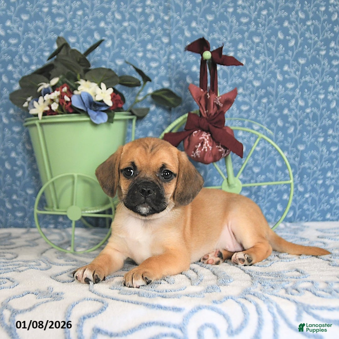 Puggle dogs for sale: Kamilah - Ad 4