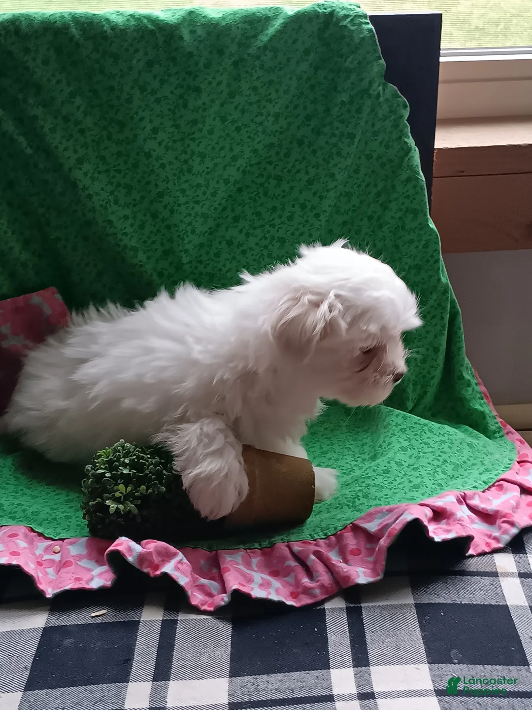 Maltese dogs for sale:  Puppy 1 - Ad 4