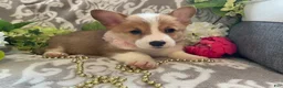 Welsh Corgi Pembroke dogs for sale: Mindy - Ad 3