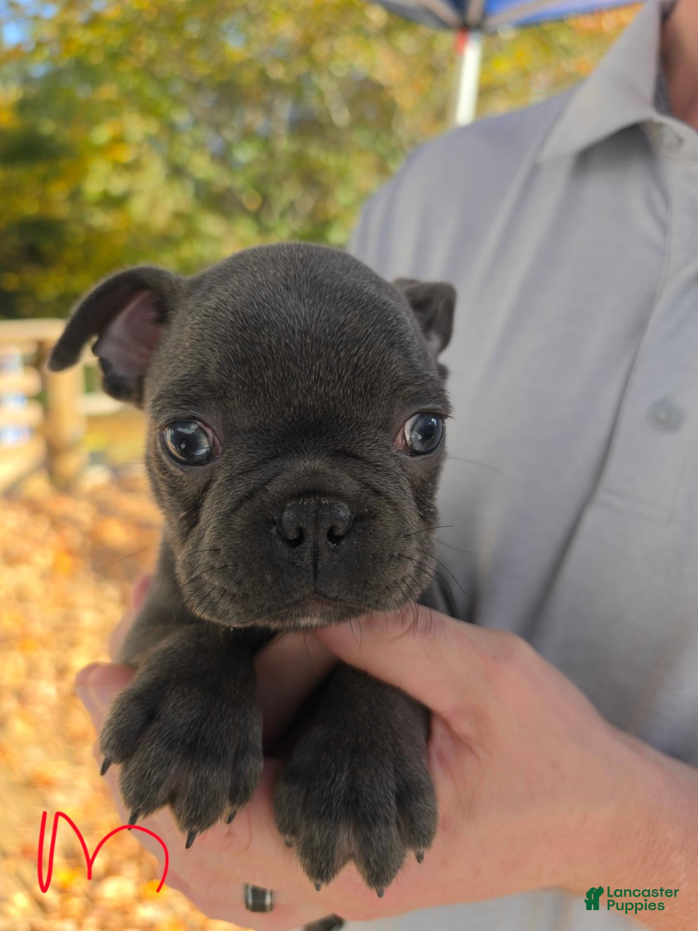 Frenchton dogs for sale: Lighting - Ad 18