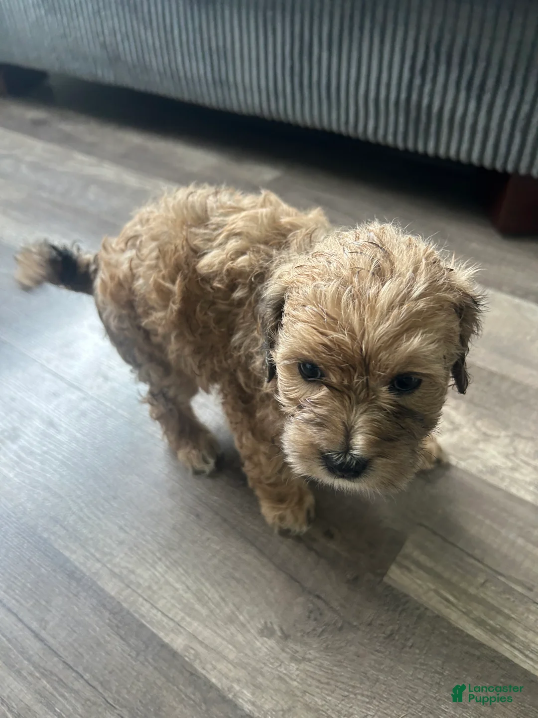 Mixed Breed dogs for sale: Mixed Breed 5 - Ad 2