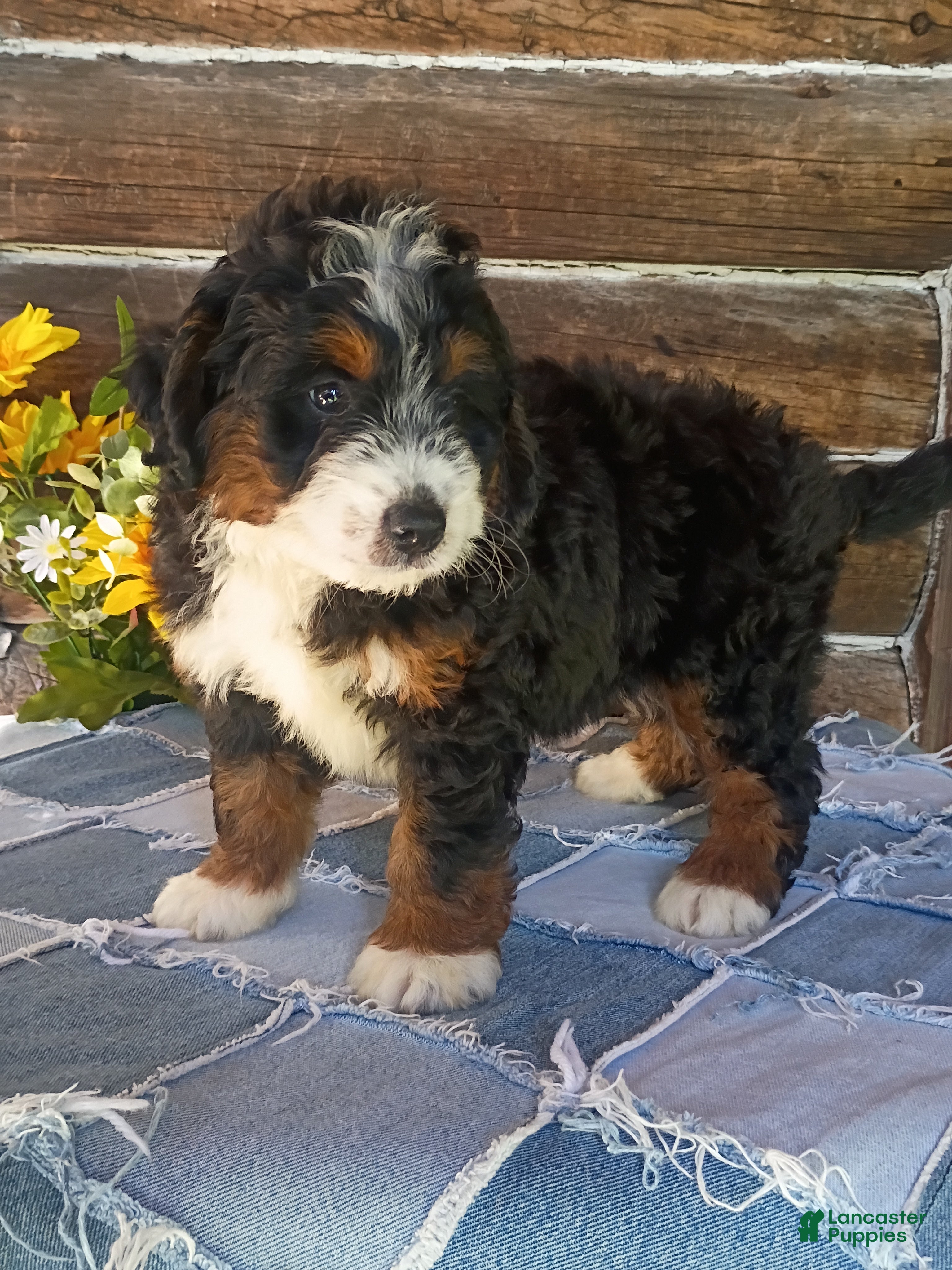 Mini Bernedoodle dogs Mini Bernedoodle 1 - Ad 2