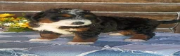 Mini Bernedoodle dogs for sale: Mini Bernedoodle 1 - Ad 2