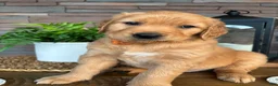 Golden Retriever dogs for sale: Golden Retriever Puppy 2 "ORANGE" - Ad 3