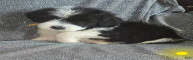 Iris- yellow collar 