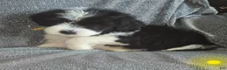 Sheepadoodle dogs for sale: Iris- yellow collar  - Ad 1