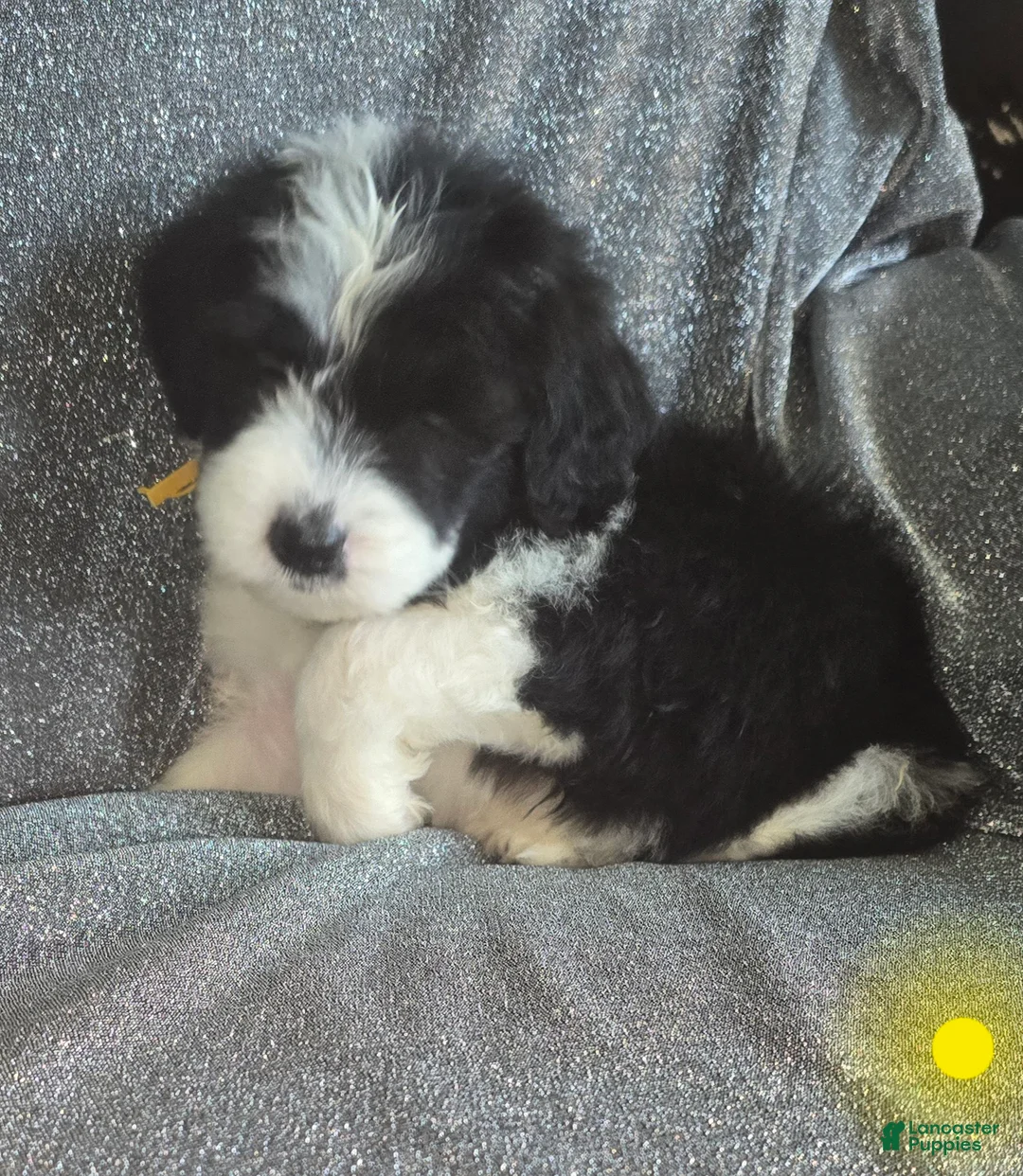 Sheepadoodle dogs for sale: Iris- yellow collar  - Ad 1