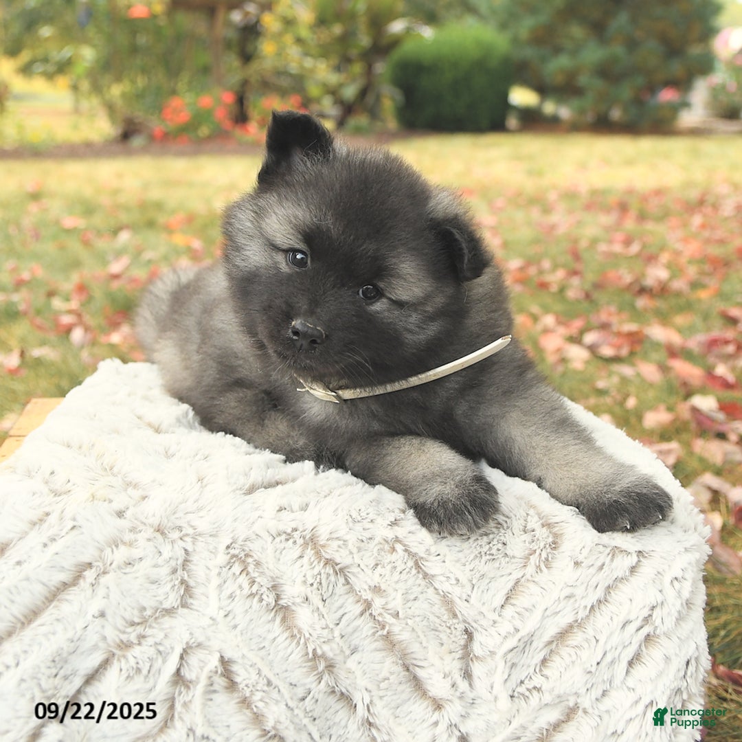 Keeshond dogs for sale: Nugget - Ad 9