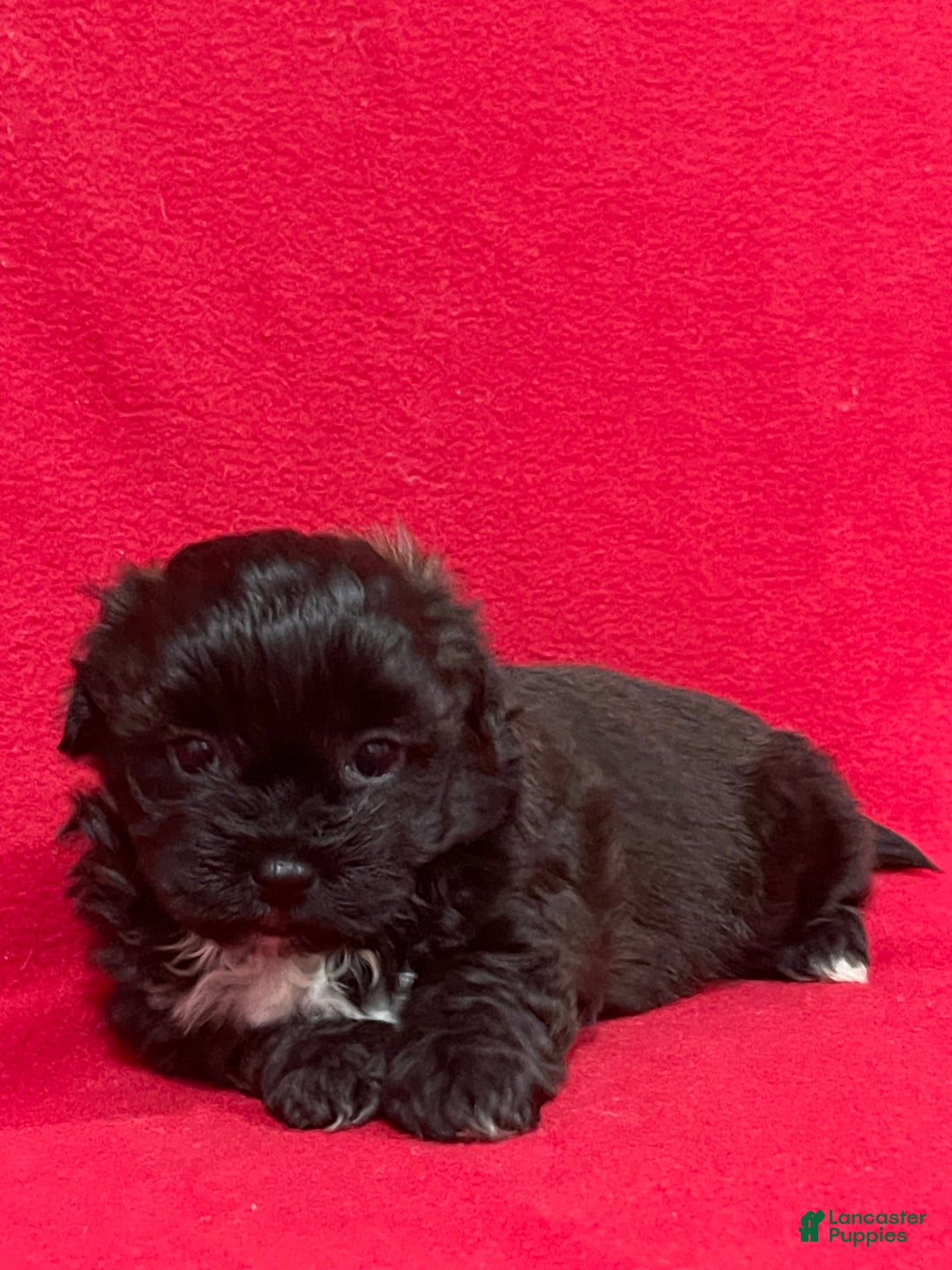 Teddy Bear dogs for sale: Landis - Ad 2