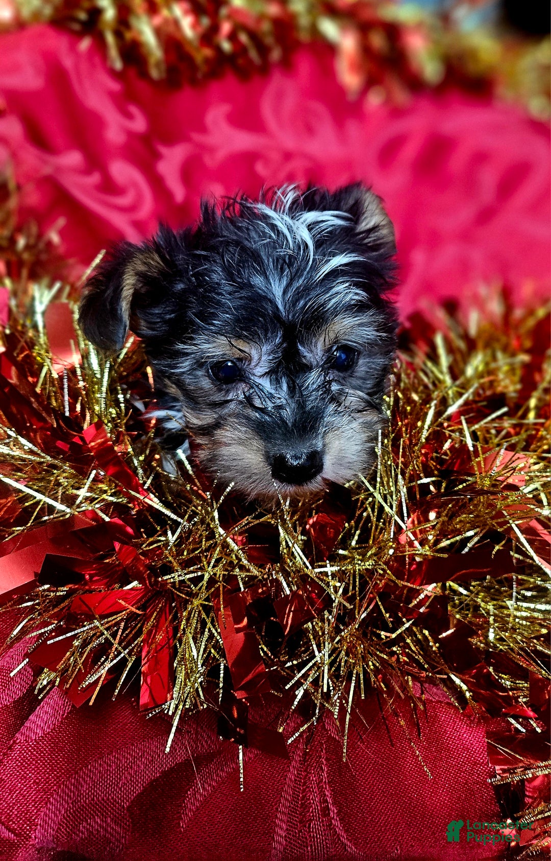 Yorkshire Terrier dogs for sale: ELFIE  - Ad 3