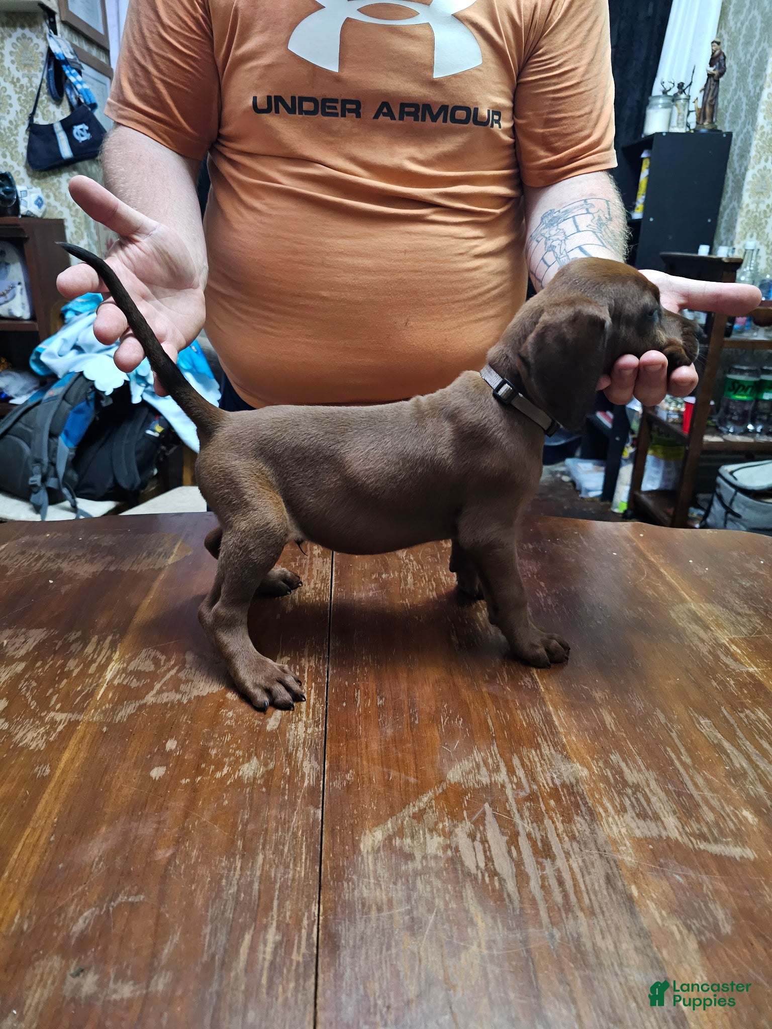 Redbone Coonhound dogs Redbone Coonhound 6(grey) - Ad 7