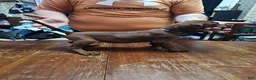 Redbone Coonhound dogs for sale: Redbone Coonhound 6(grey) - Ad 1