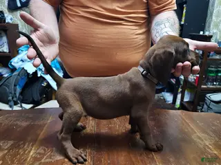 Redbone Coonhound dogs Redbone Coonhound 6(grey) - Ad 38