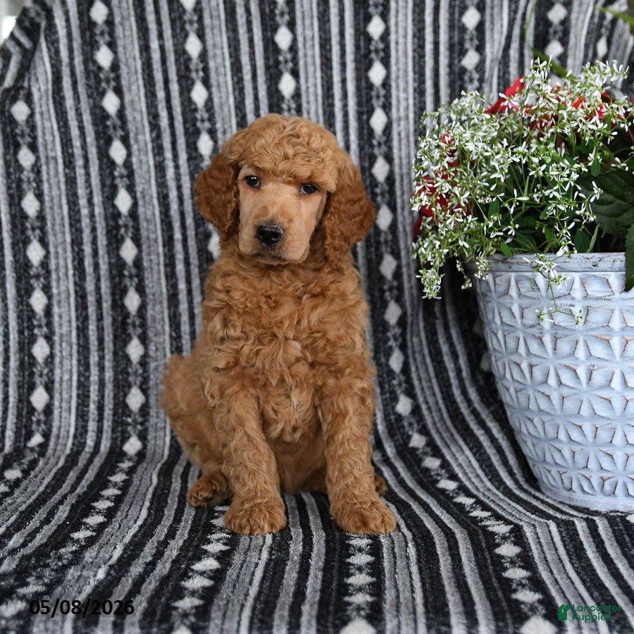 Standard Poodle dogs Victor - Ad 2