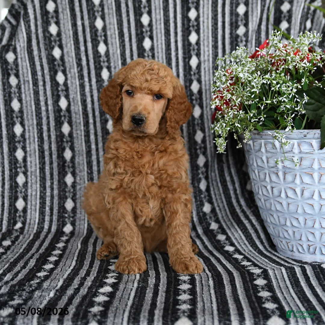 Standard Poodle dogs for sale: Victor - Ad 2