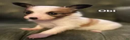 Papillon dogs for sale: Obi - Ad 4