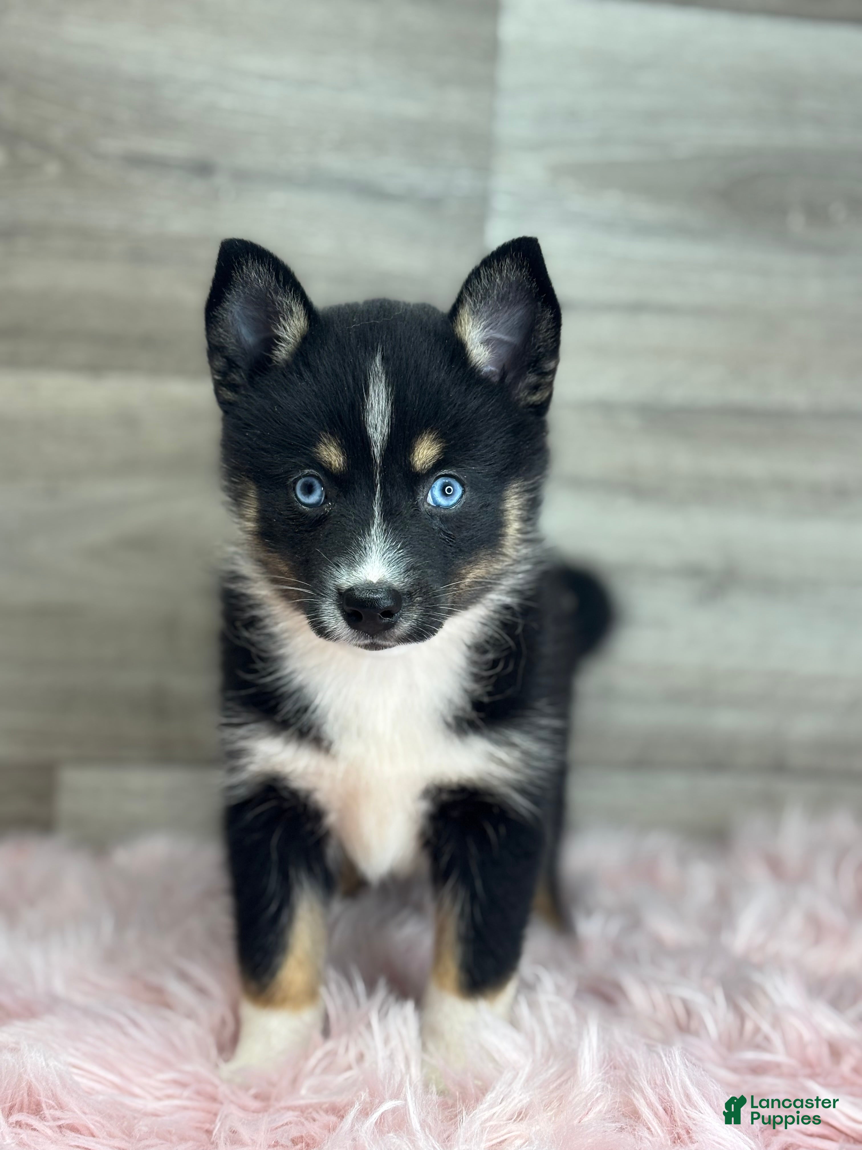 Pomsky dogs Evelyn - Ad 1