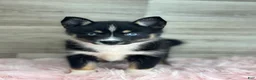 Pomsky dogs for sale: Evelyn - Ad 1