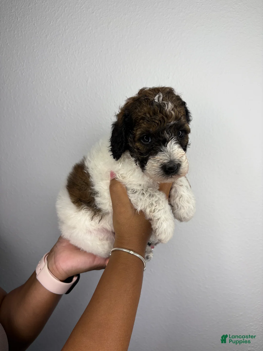 Standard Poodle dogs for sale: Gambit - Ad 2
