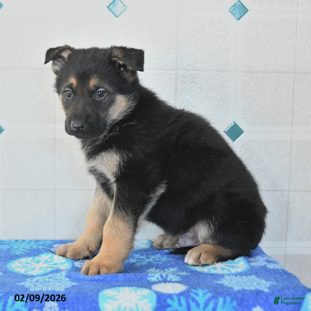 German Shepherd dogs for sale: Ulysses - Ad 2