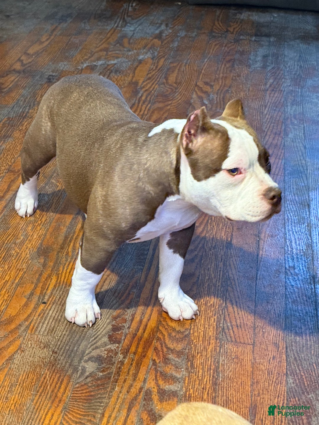 American Bully dogs for sale: Choco/White Female  - Ad 14