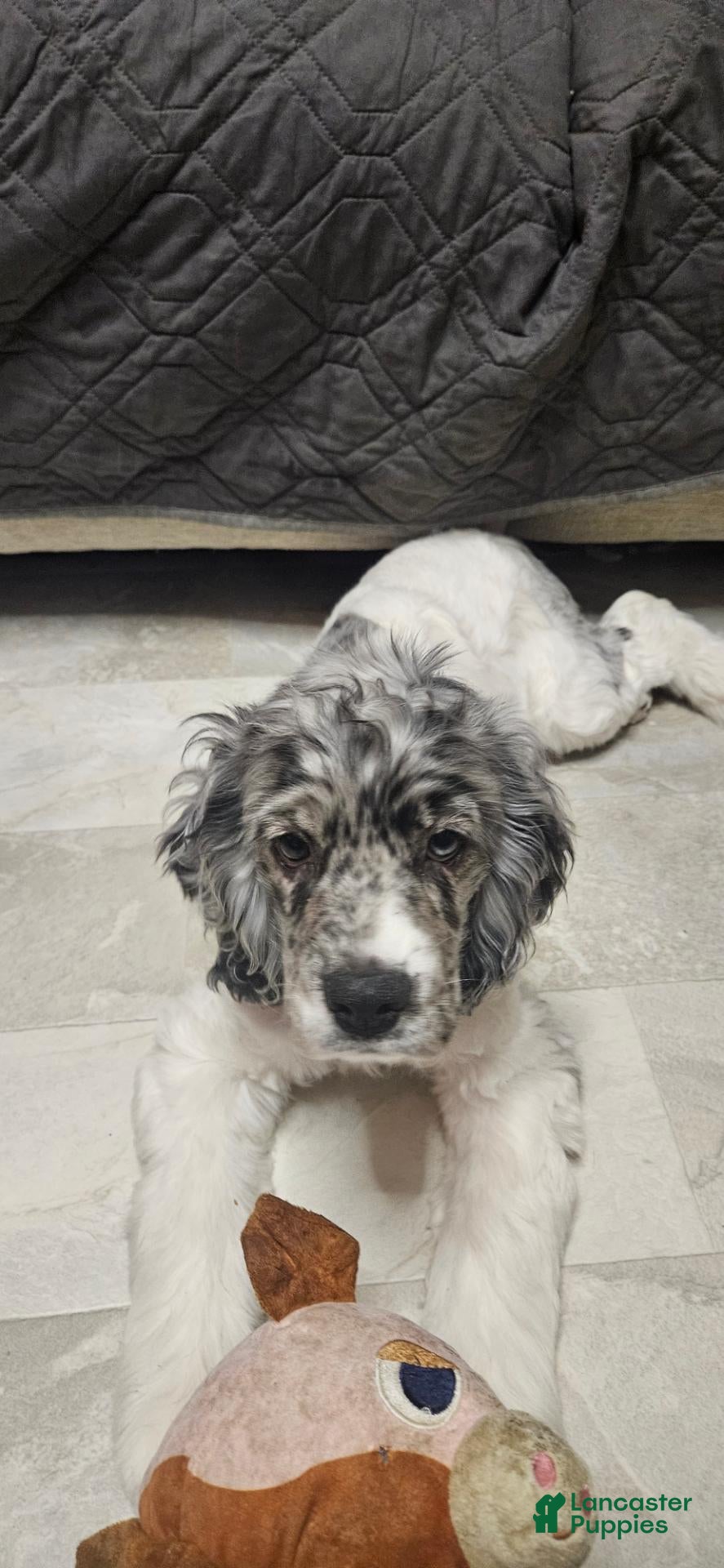 Cocker Spaniel dogs Cocker Spaniel 2 - Ad 28