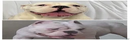 American Bully dogs for sale: Icy - Ad 11