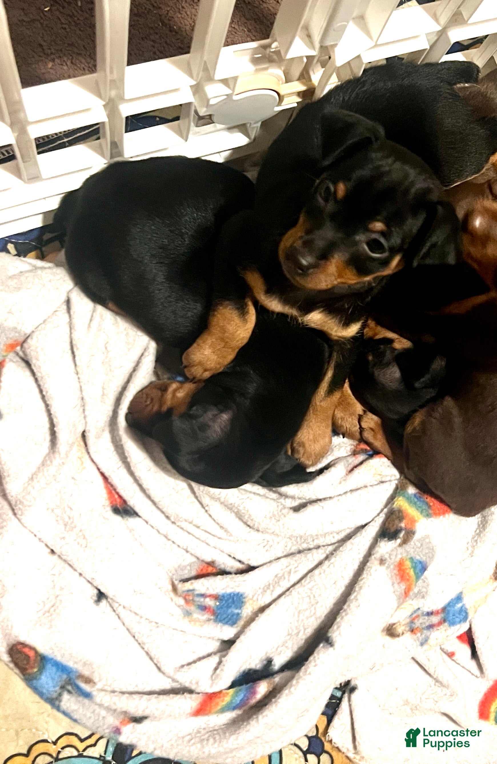 Miniature Pinscher dogs Jasper - Ad 2
