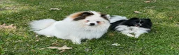 Pomeranian dogs for sale: Girl 2 - Ad 3
