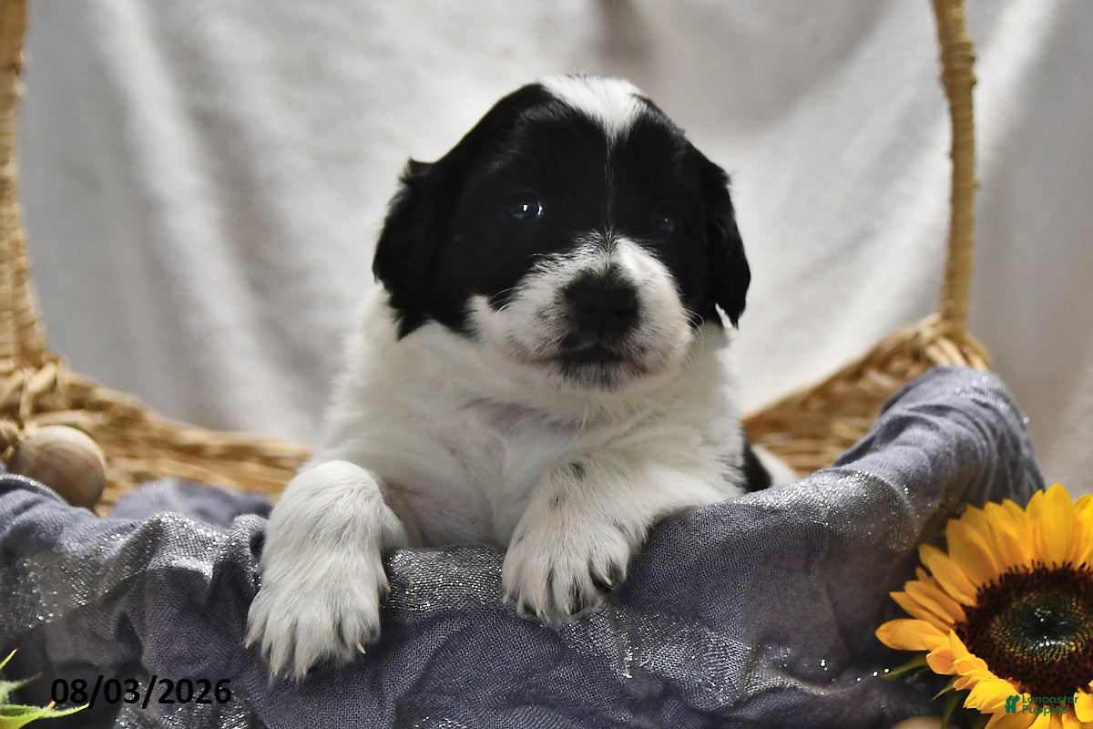 Portuguese Water Dog dogs for sale: Glory - Ad 2
