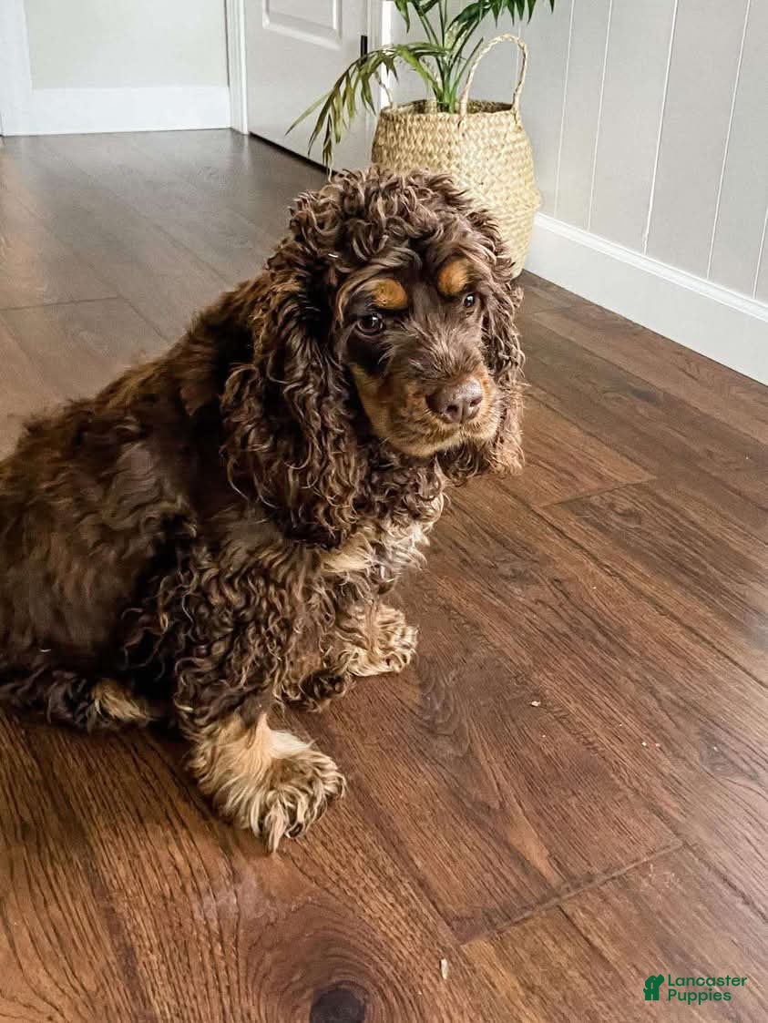 Cockapoo dogs for sale: Timber - Ad 6