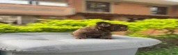 French Bulldog dogs for sale: Bear - Ad 4