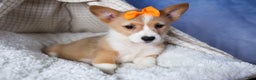 Welsh Corgi Pembroke dogs for sale: Milly - Ad 14
