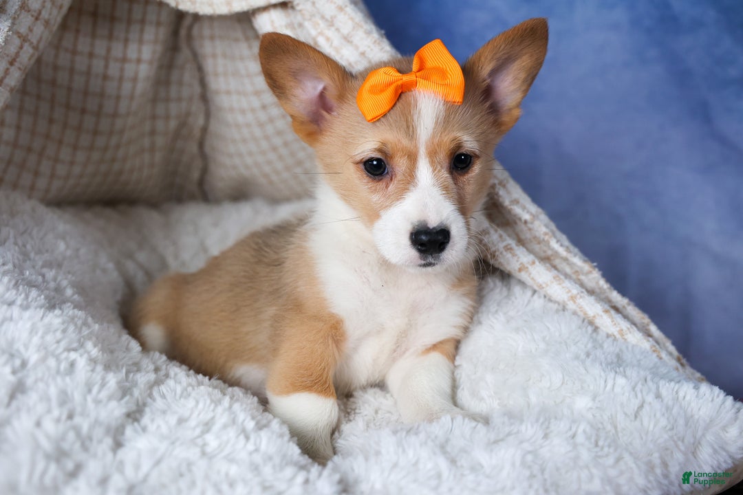 Welsh Corgi Pembroke dogs for sale: Milly - Ad 14