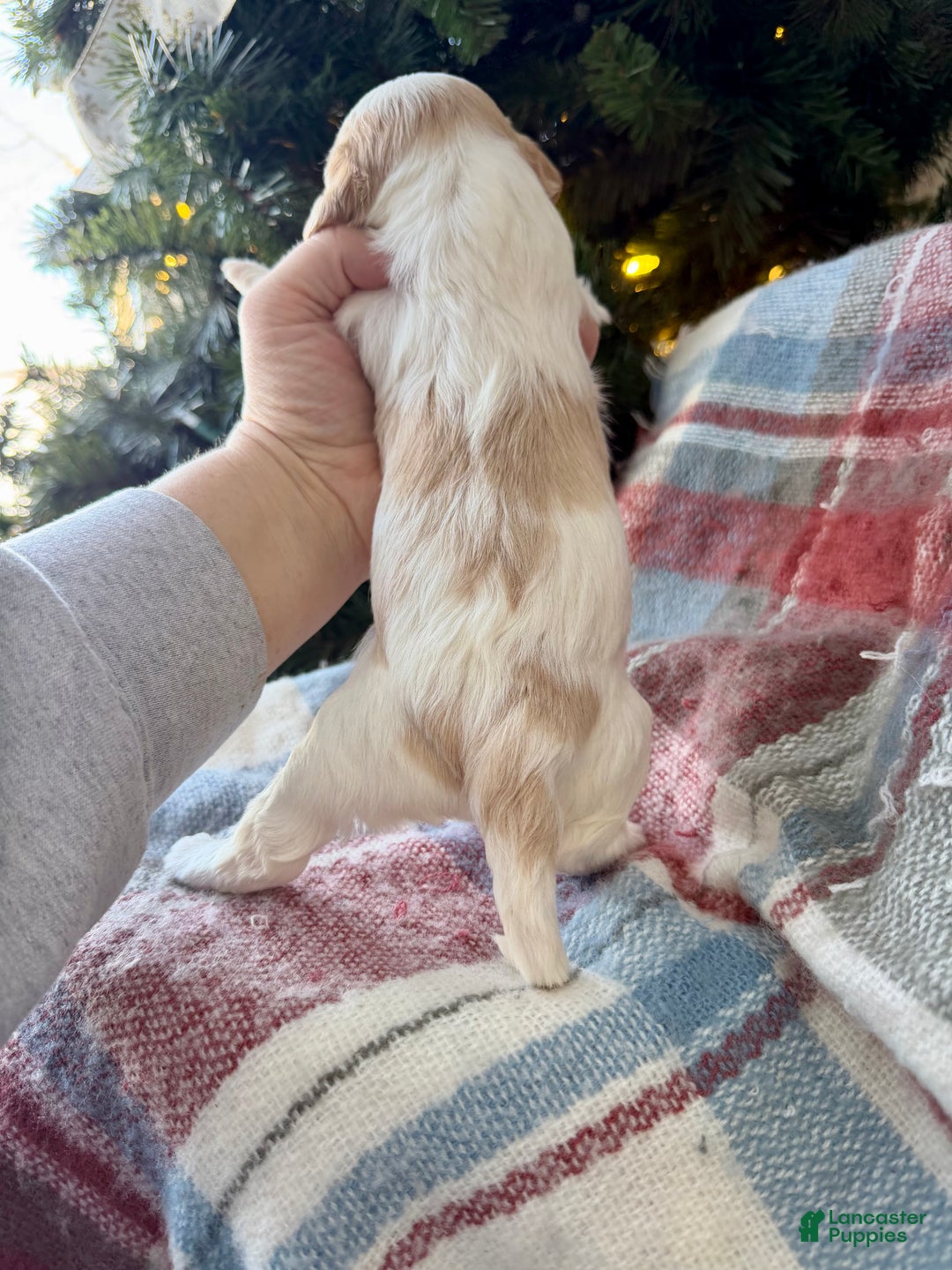 Cavapoo dogs for sale: Winter - Ad 2