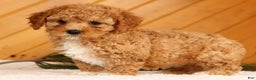 Cavapoo dogs for sale: Janie - Ad 2