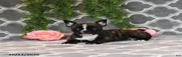 Frenchton dogs for sale: Mandy - Ad 3