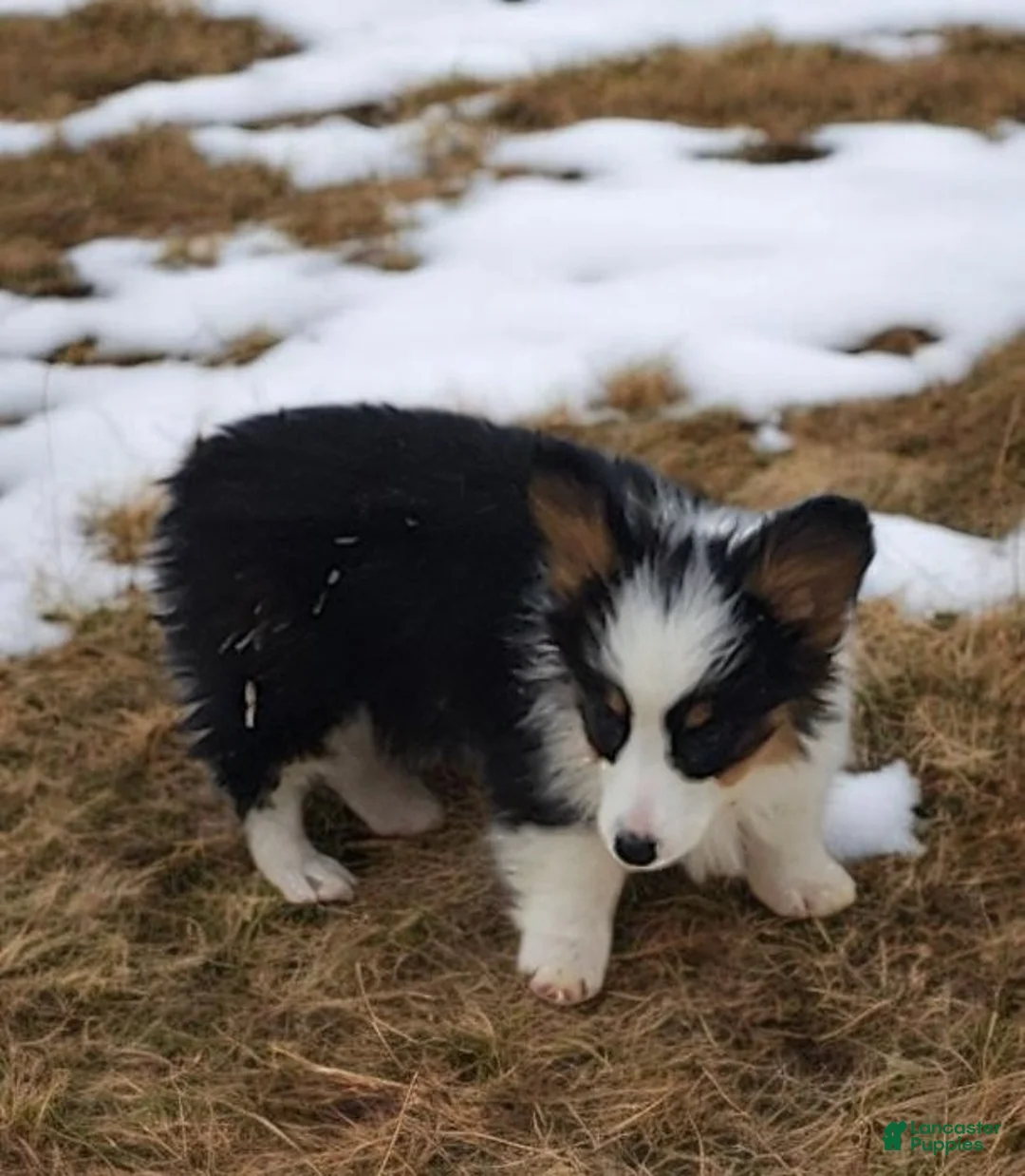Welsh Corgi Pembroke dogs for sale: Bambi fluffy tri - Ad 14