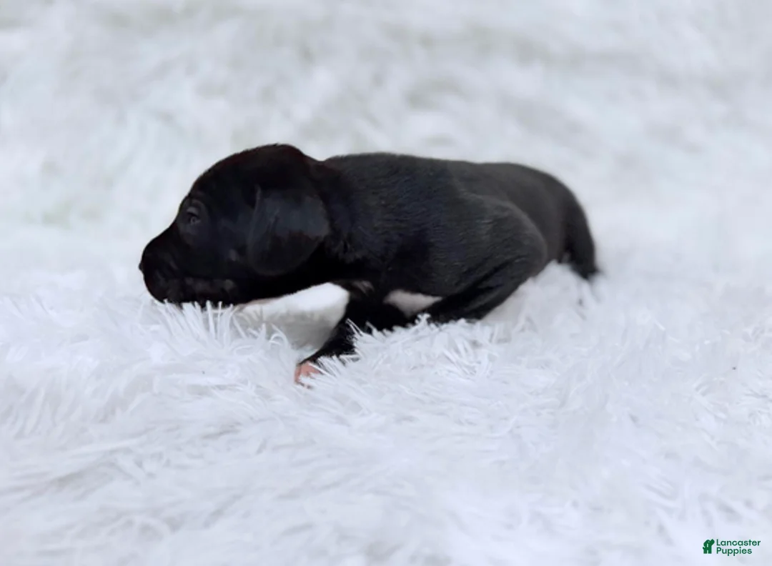 Great Dane dogs for sale: Luna Lovegood - Ad 2