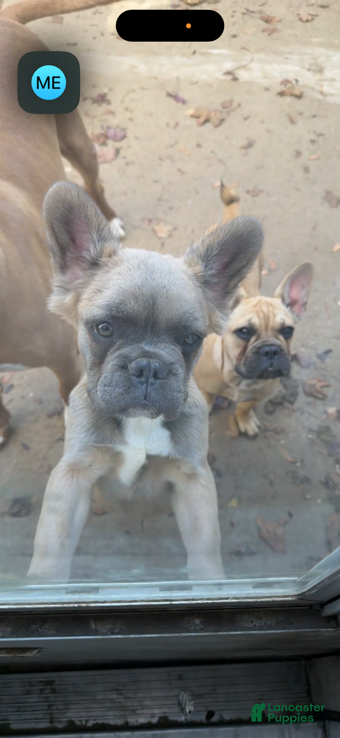 French Bulldog dogs for sale: Biggie - Ad 4