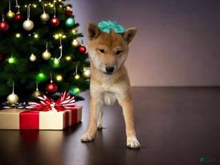 Shiba Inu dogs Julep - Ad 1